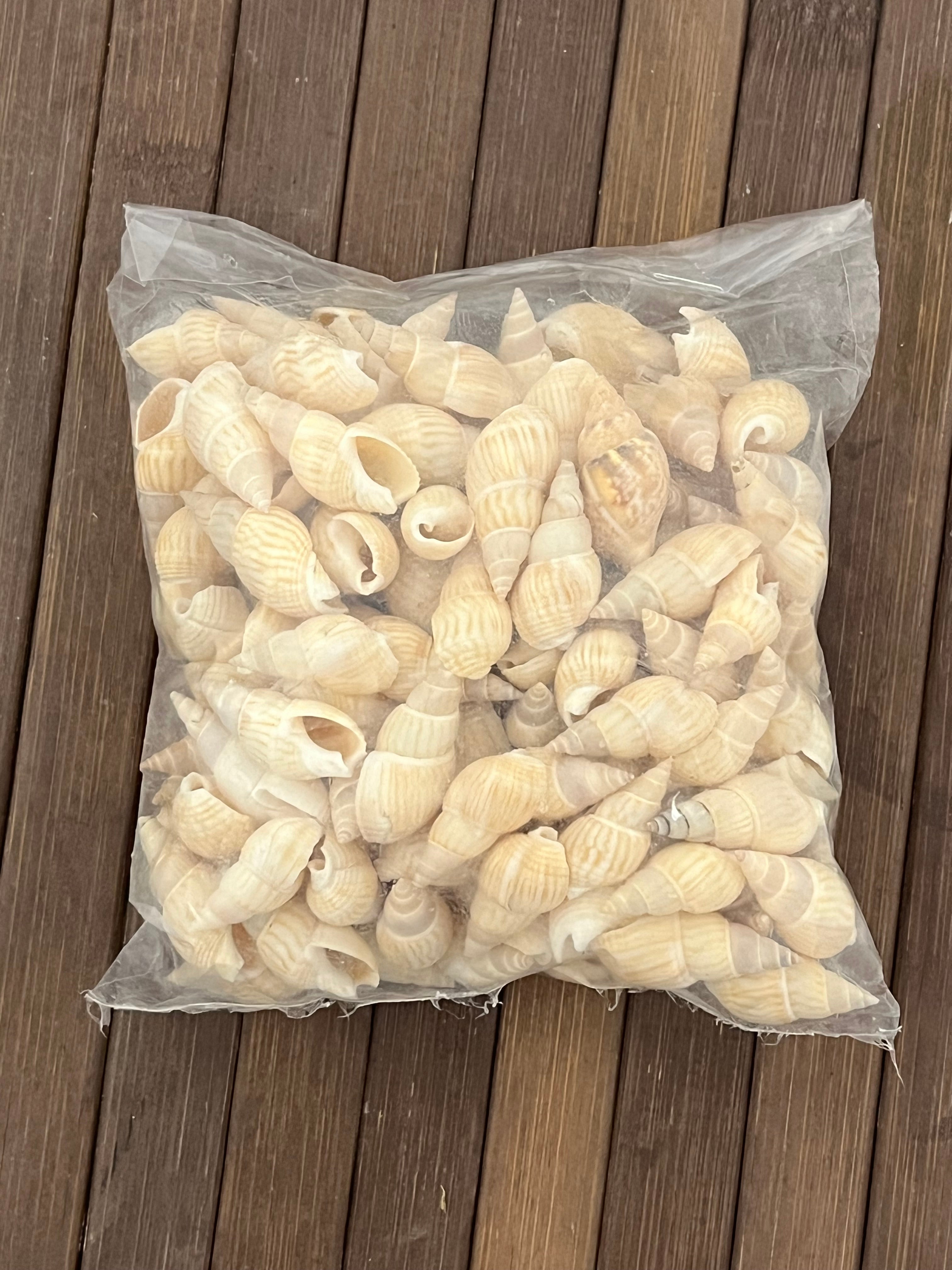 Sea shell-G 100g pack