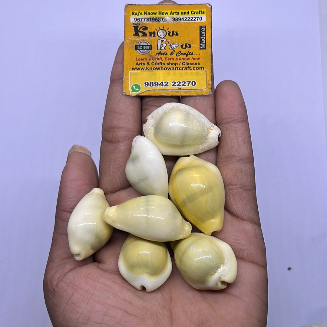 Chovi Sea shell big-50g pack