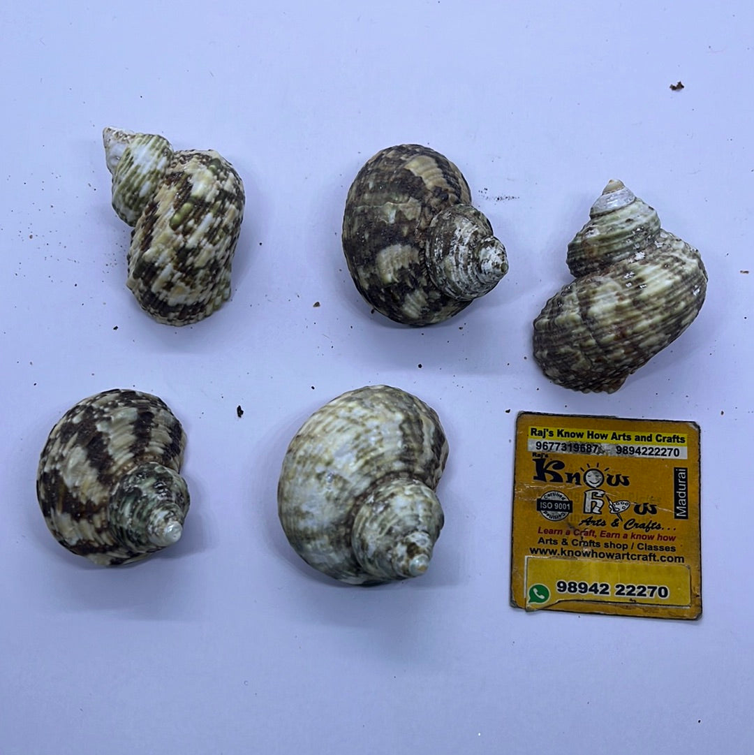 Turbo Sea shells -50g pack – KnowHowArtCraft