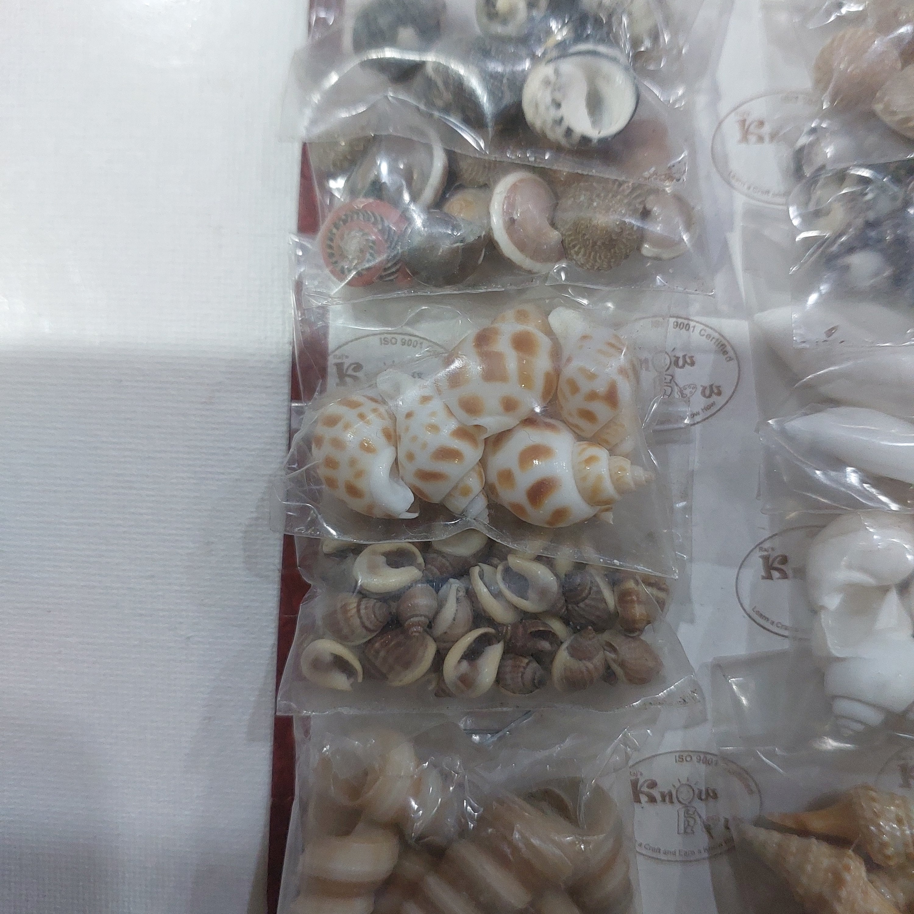 Sea Shell Set Sea Shell kit set of 10 – KnowHowArtCraft