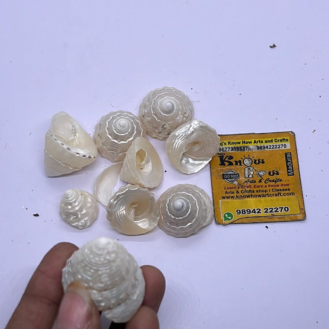 Metallic pearled Sea shells -50g pack
