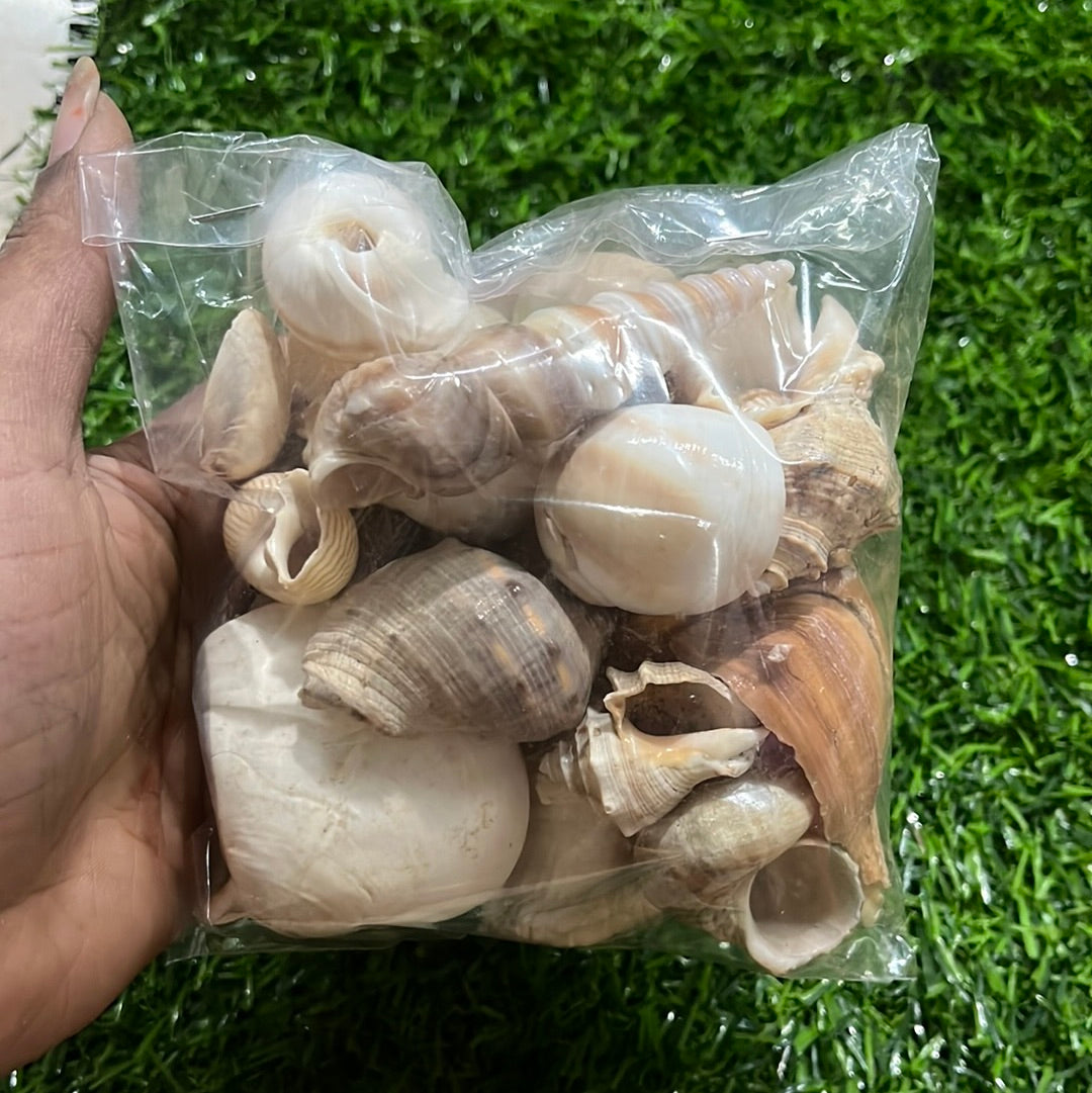 Sea shell mixed 100 g