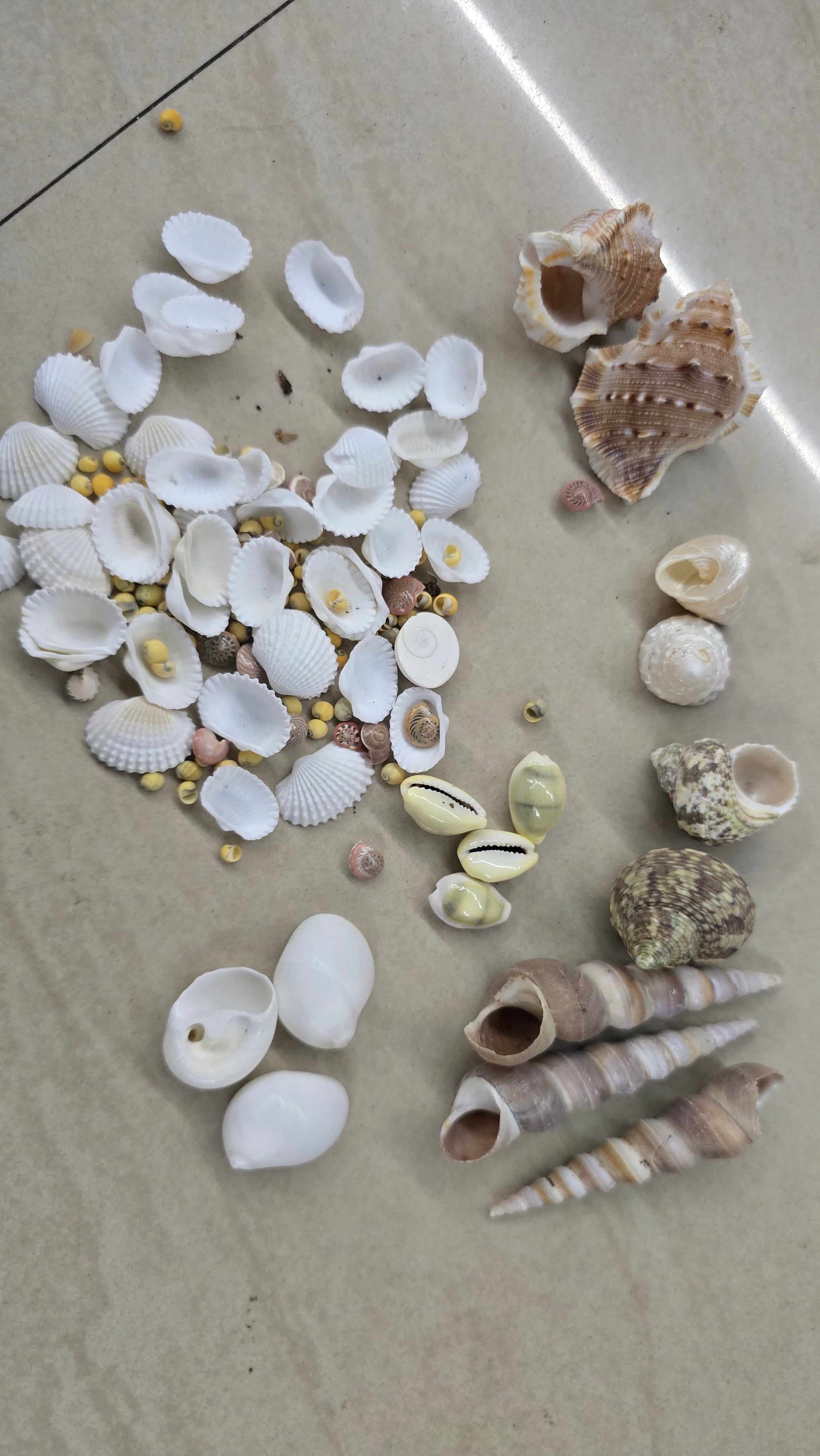 Sea shell mixed 100 g