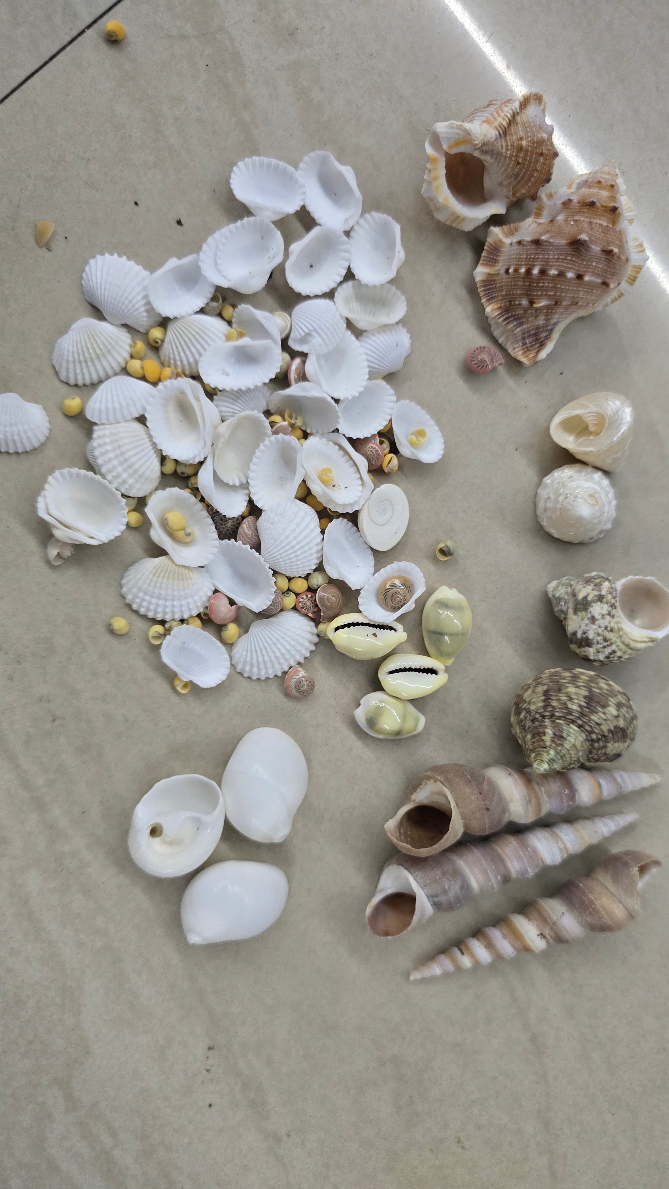 Sea shell mixed 100 g
