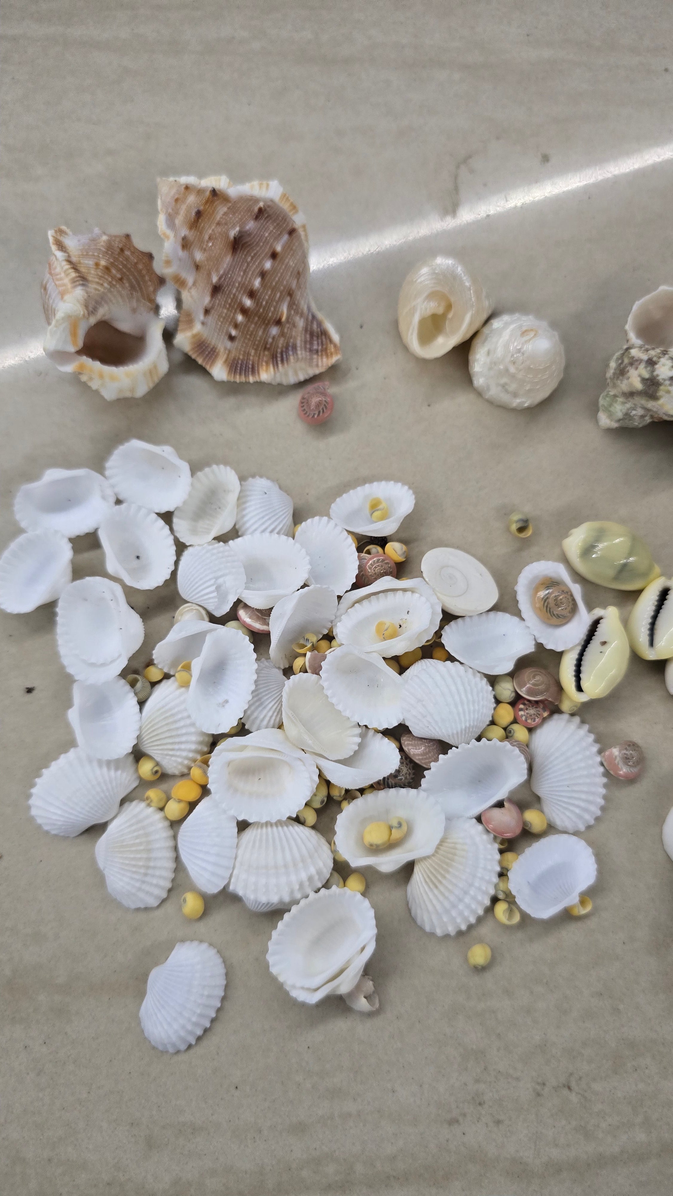 Sea shell mixed 100 g