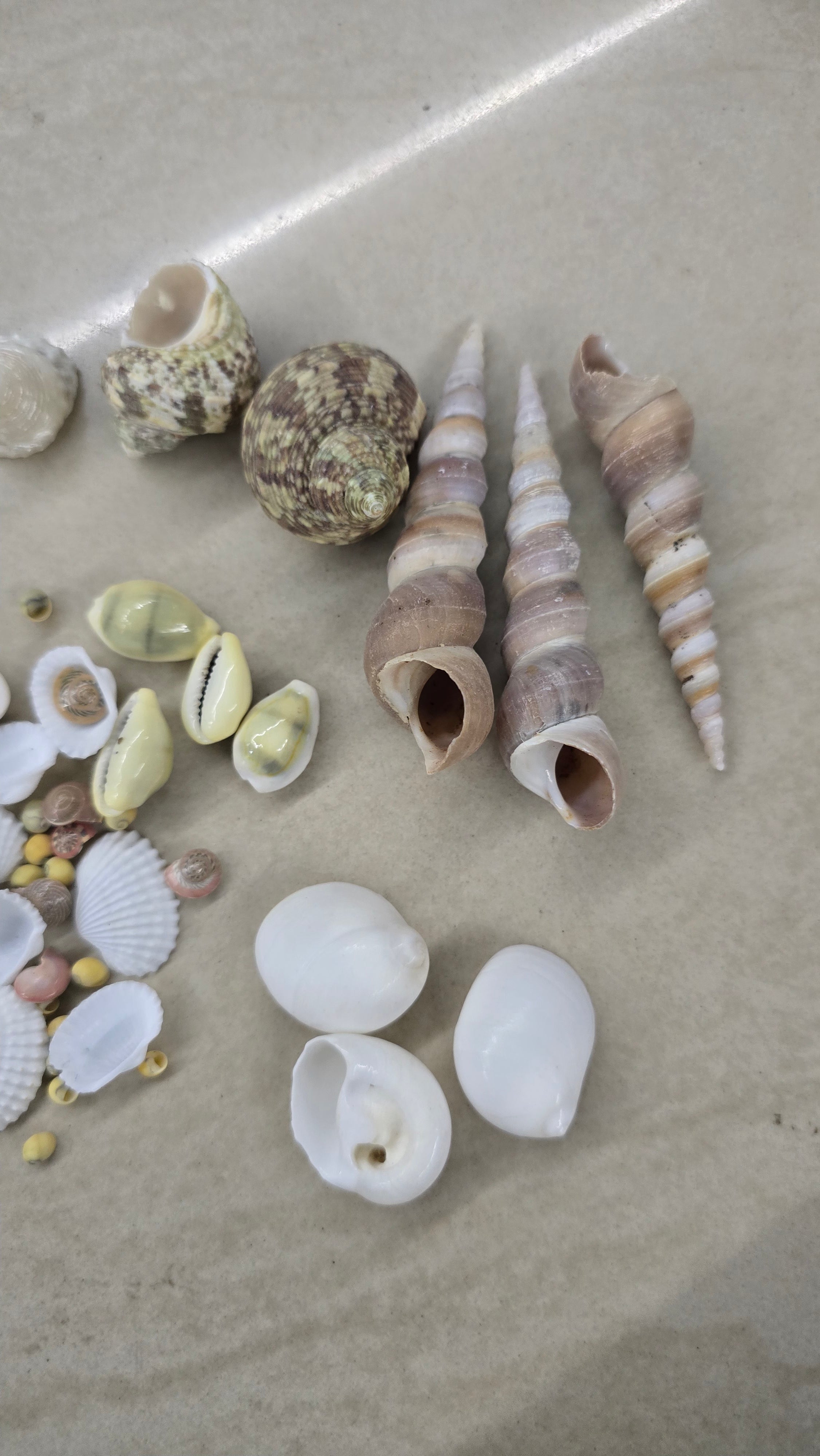 Sea shell mixed 100 g