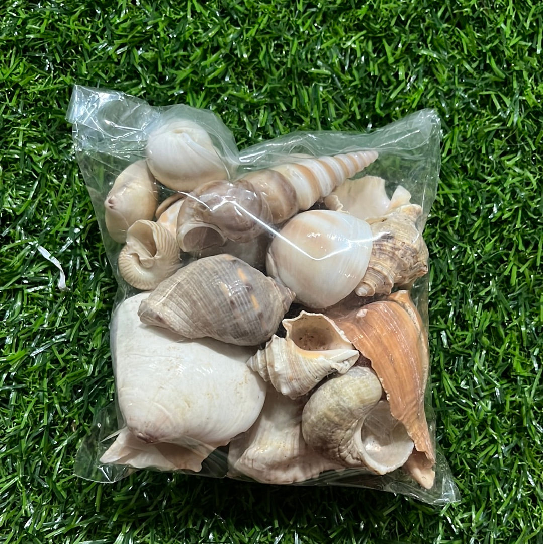 Sea shell mixed 100 g