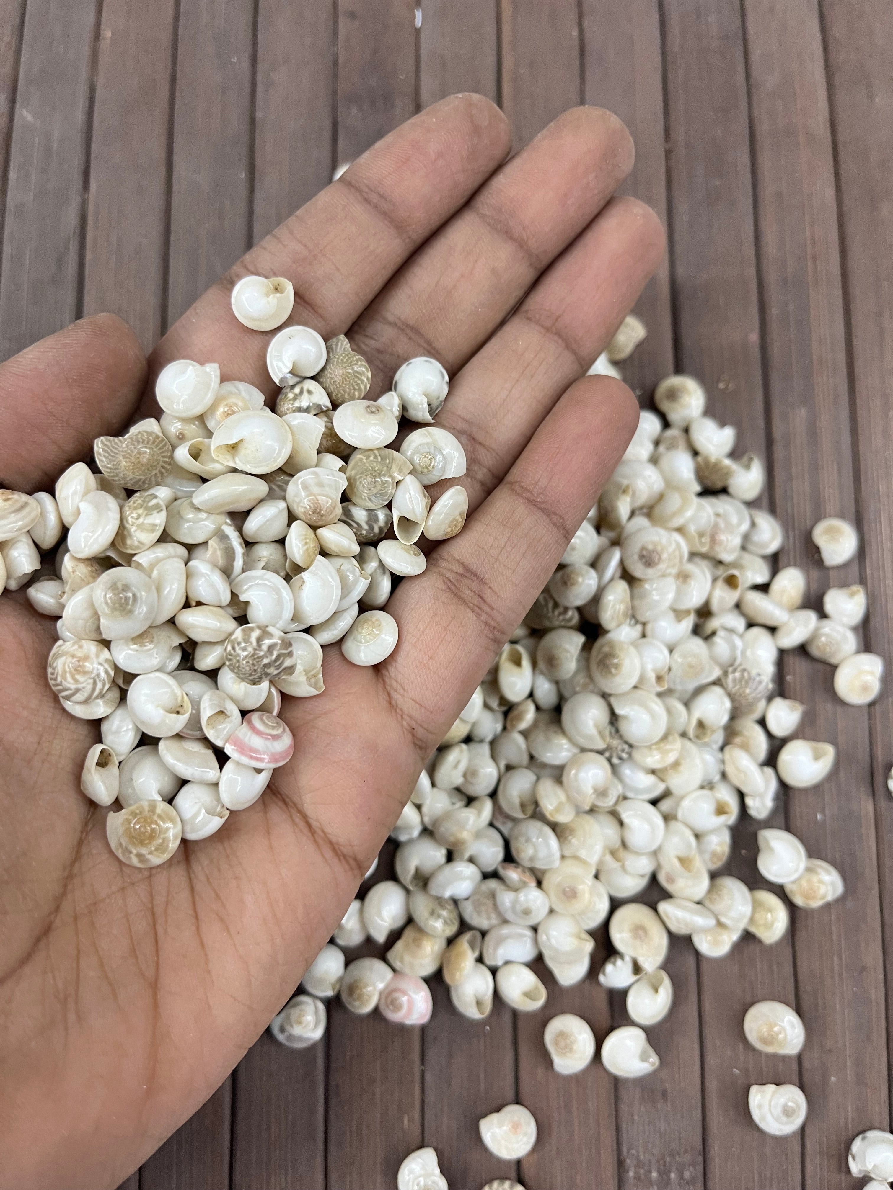Sea shell-I 100g pack