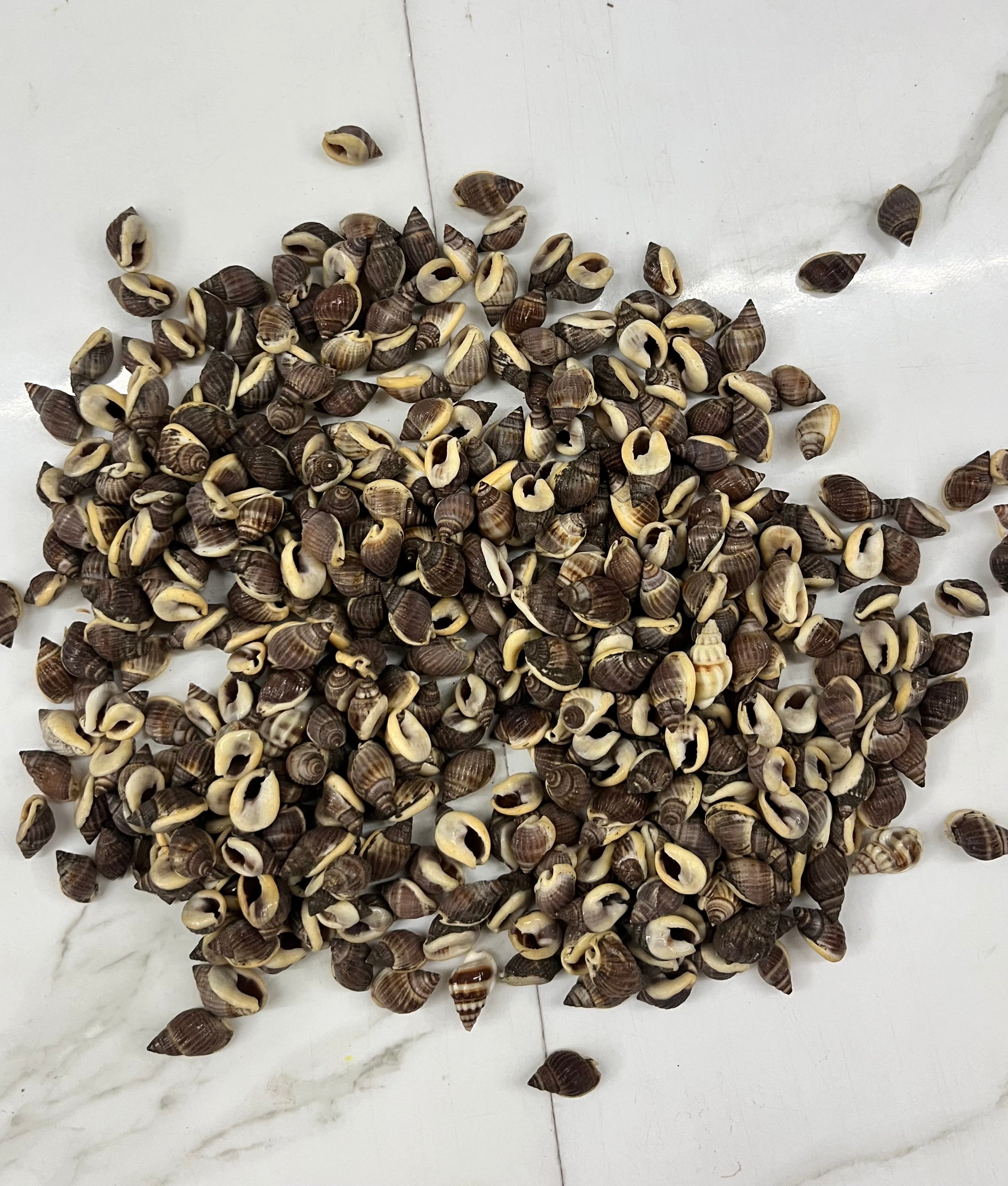 Sea shell-D 100g pack