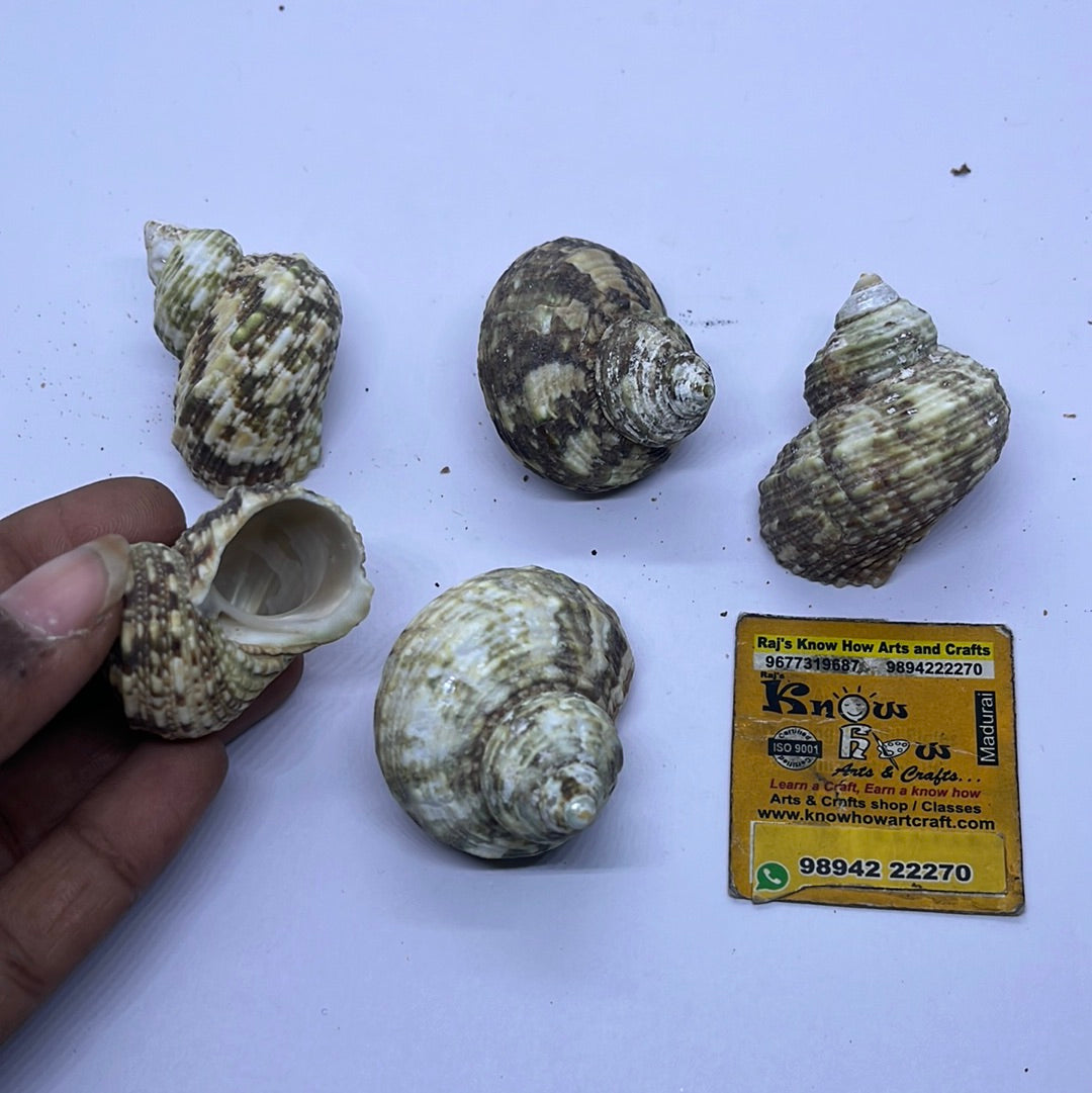 Turbo Sea shells -50g pack – KnowHowArtCraft