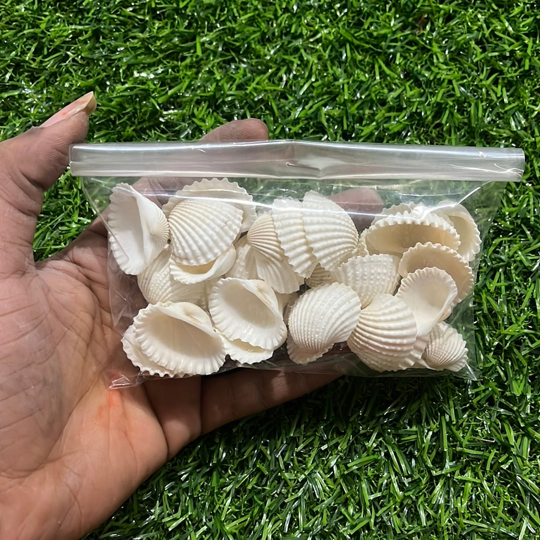 Chippi Shell Chippi sea shell 100g pack – KnowHowArtCraft
