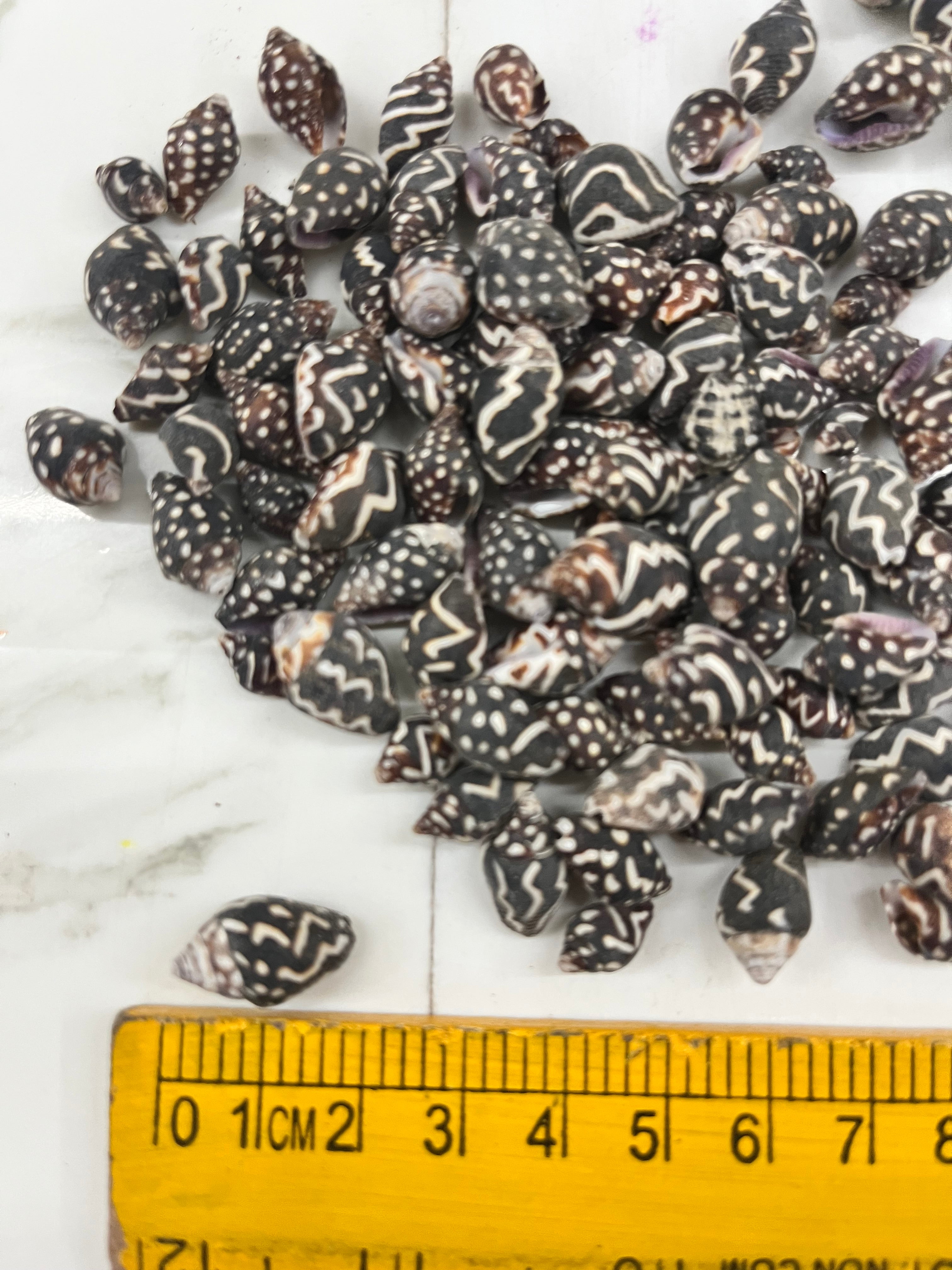 Sea shell-C 100g pack