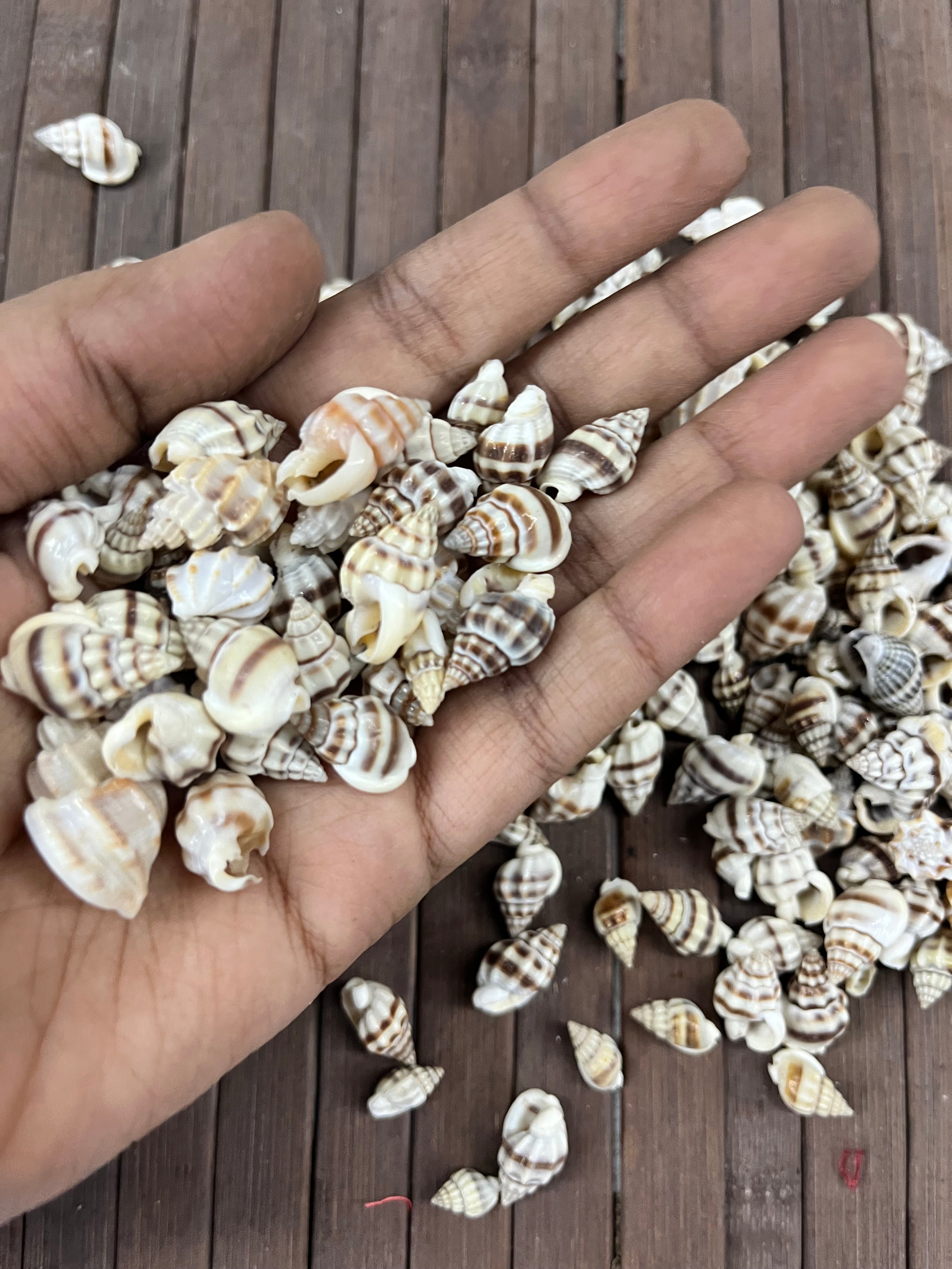 Sea shell-H 100g pack