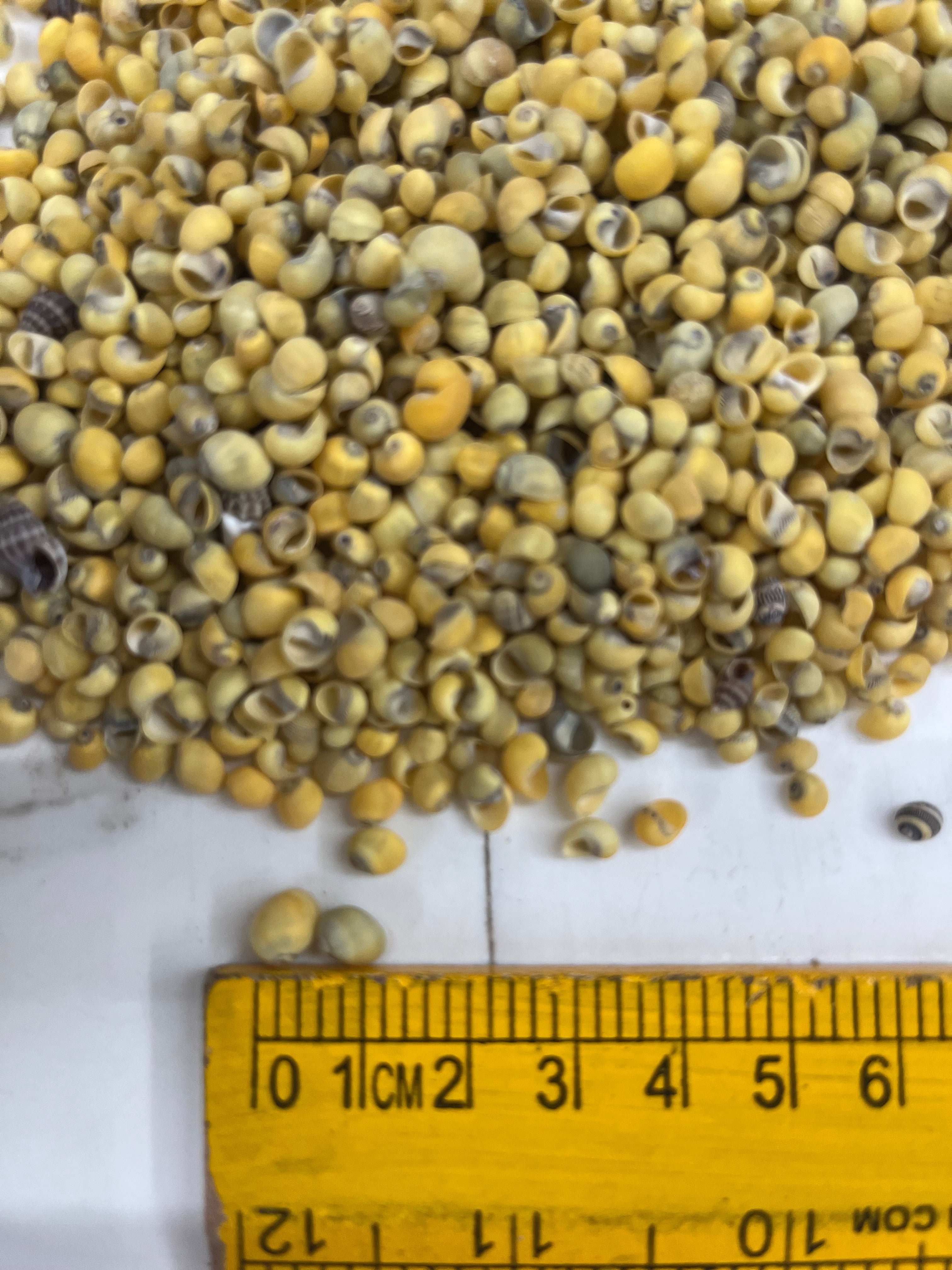 Sea shell-E 100g pack