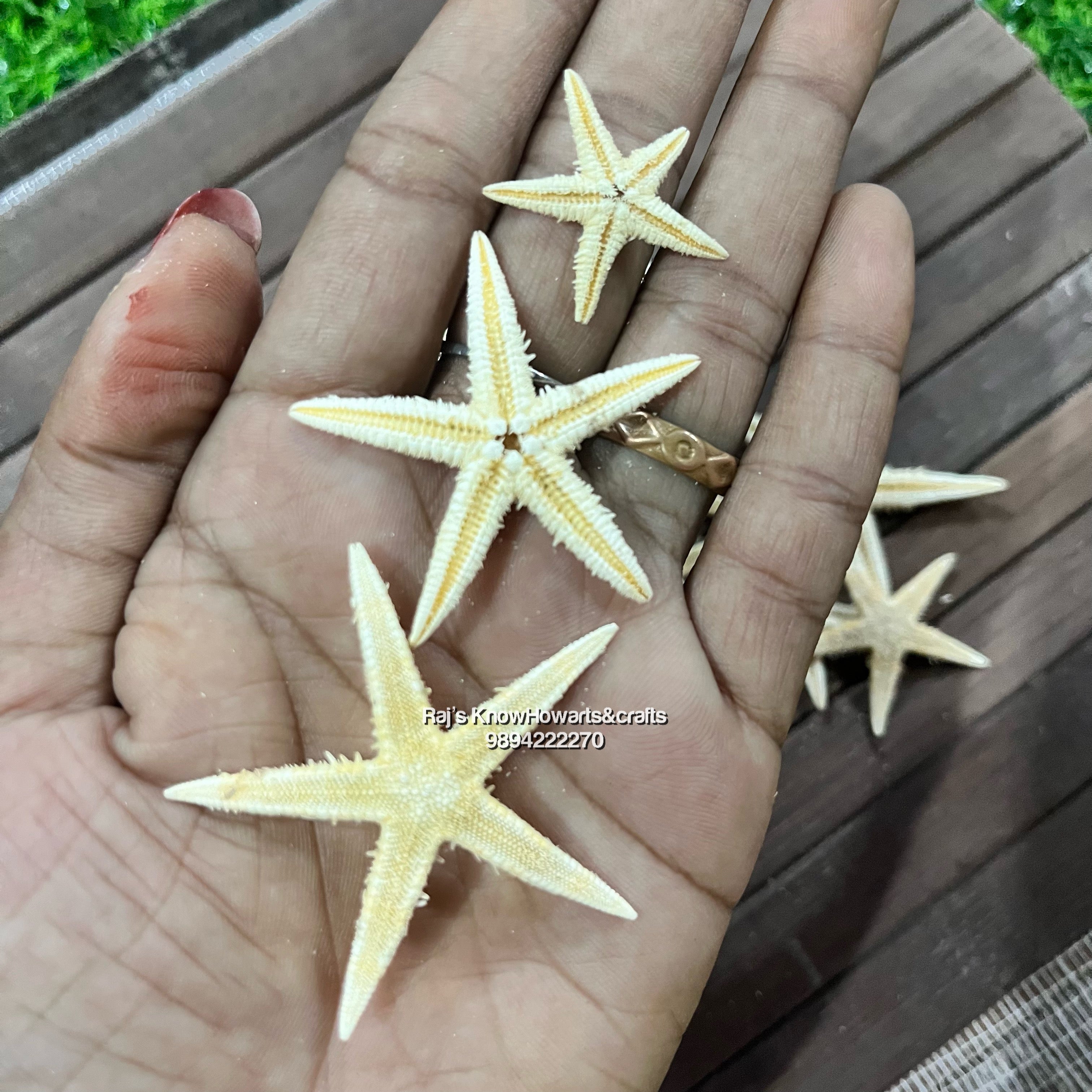 Natural Star fish Big