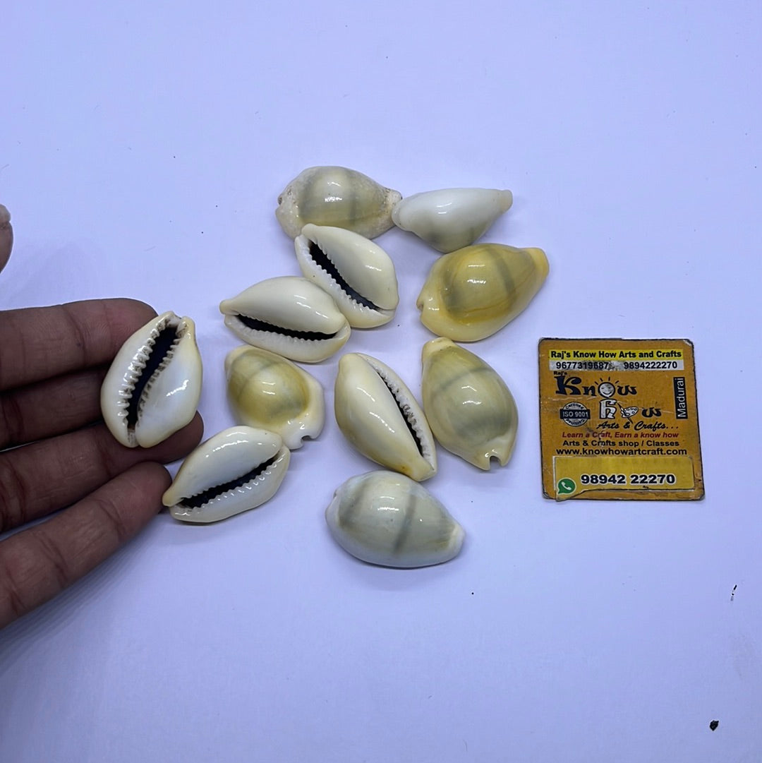 Chovi Sea shell big-50g pack