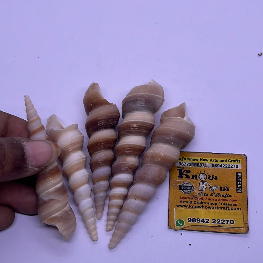 Long shaped Sea shells-50g pack