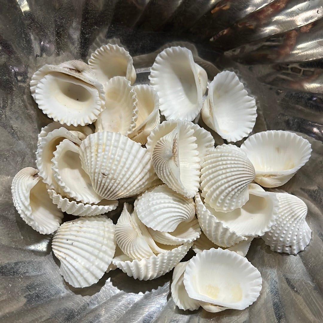Chippi Shell Chippi sea shell 100g pack – KnowHowArtCraft