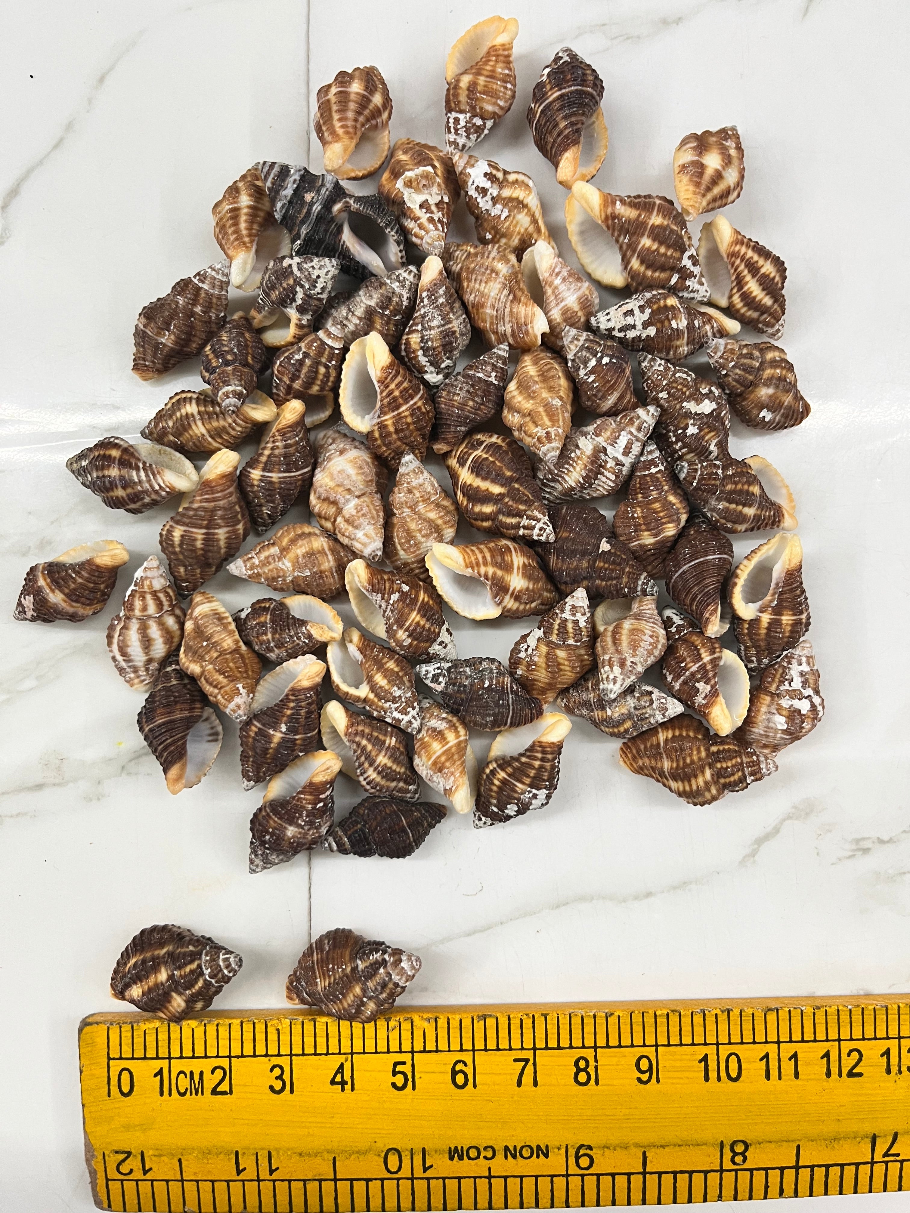 Sea shell-A 100g pack