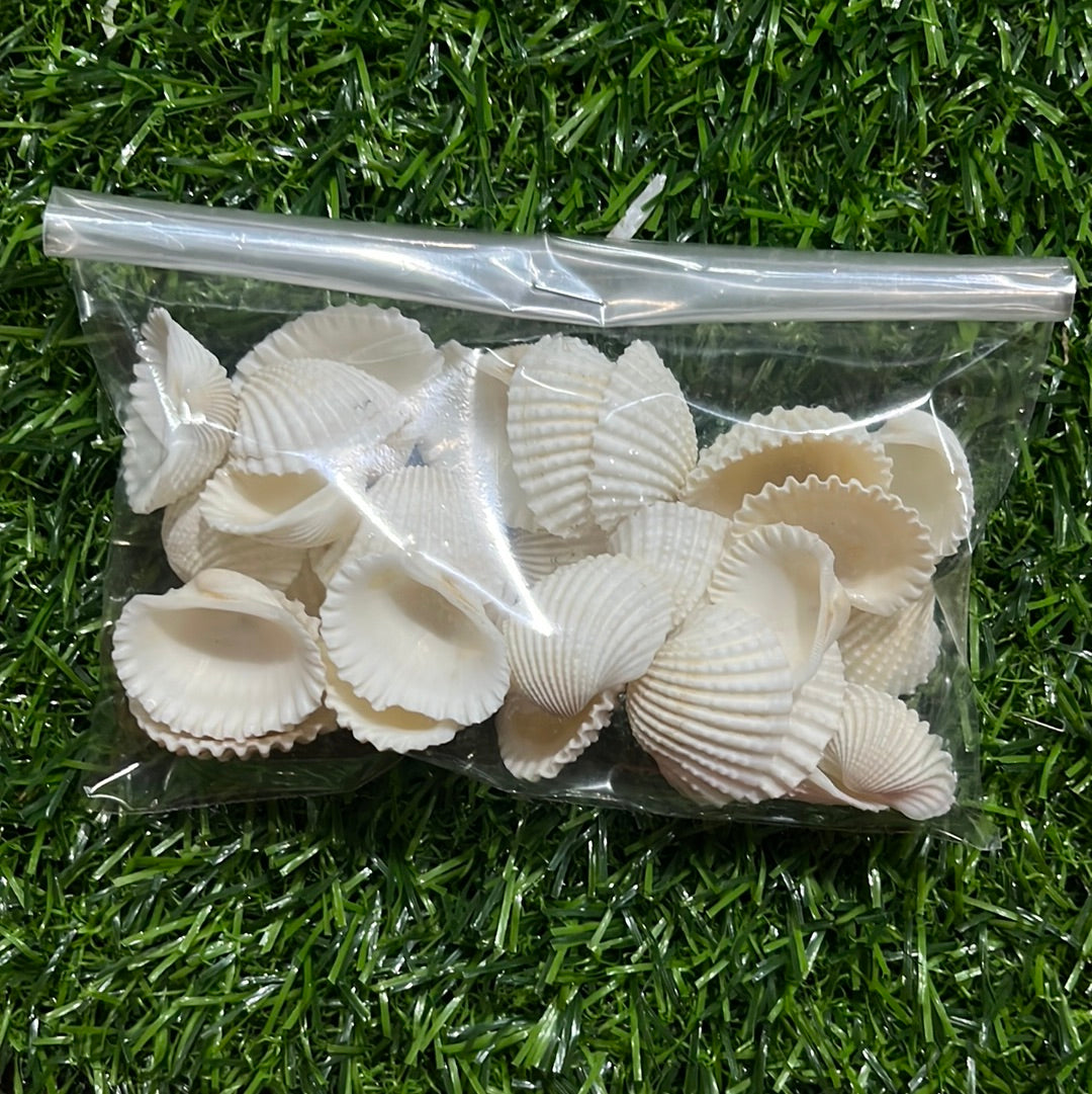 Chippi sea shell 50g pack