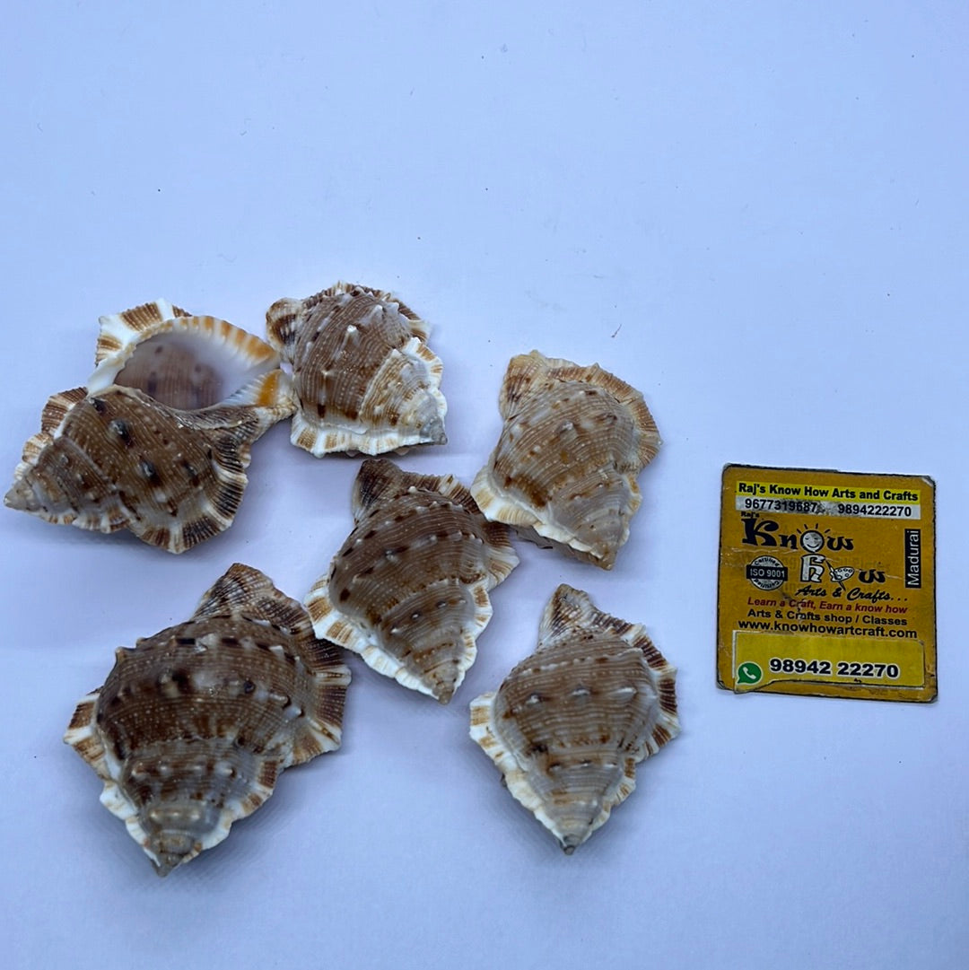 Brown Sea shells -50g pack