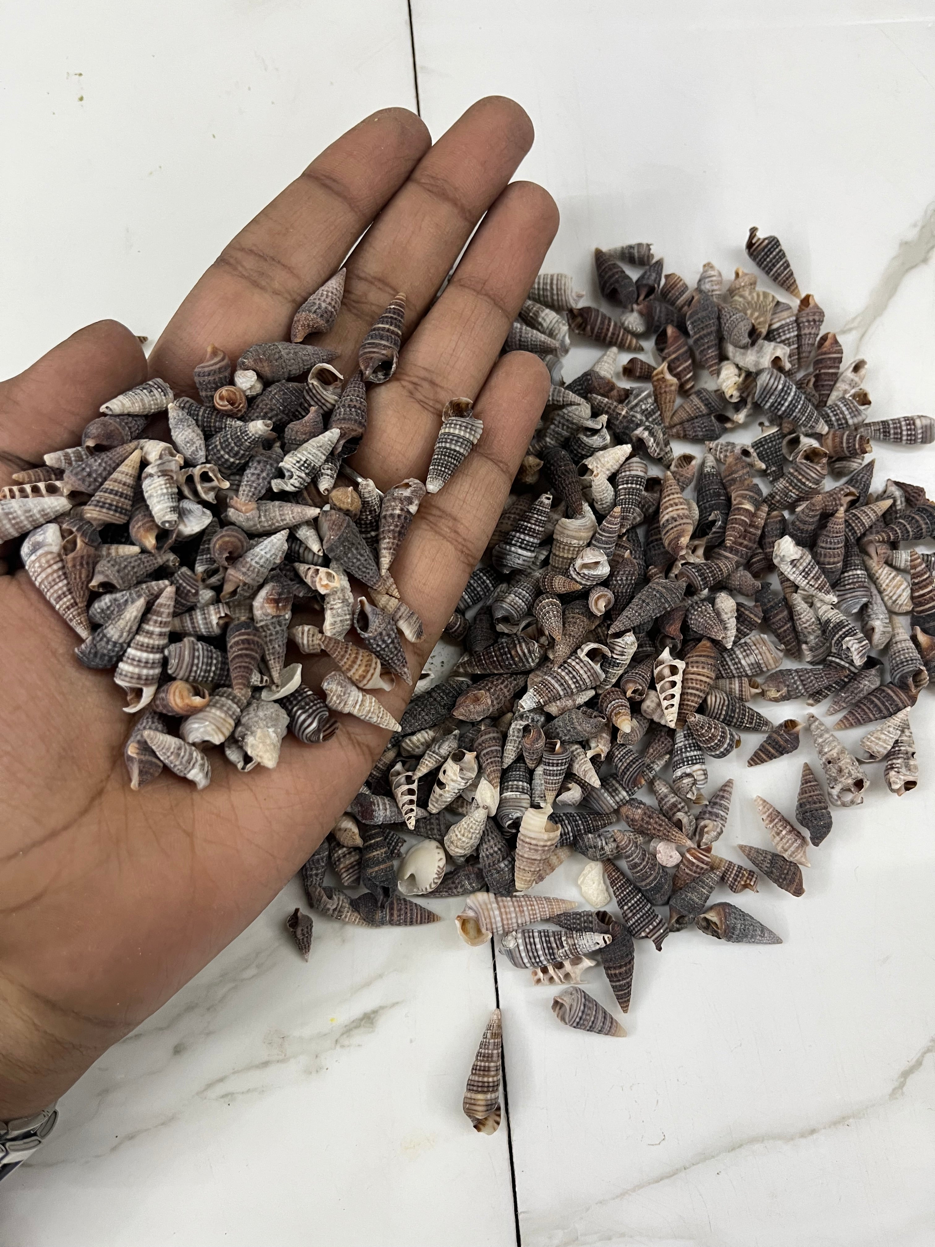 Sea shell-B 100g pack