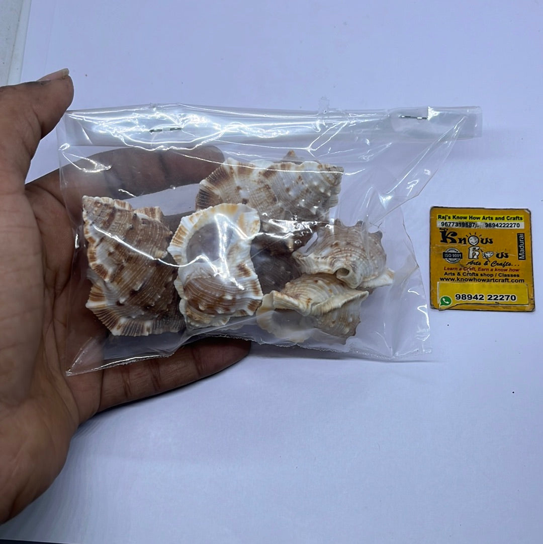 Brown Sea shells -50g pack