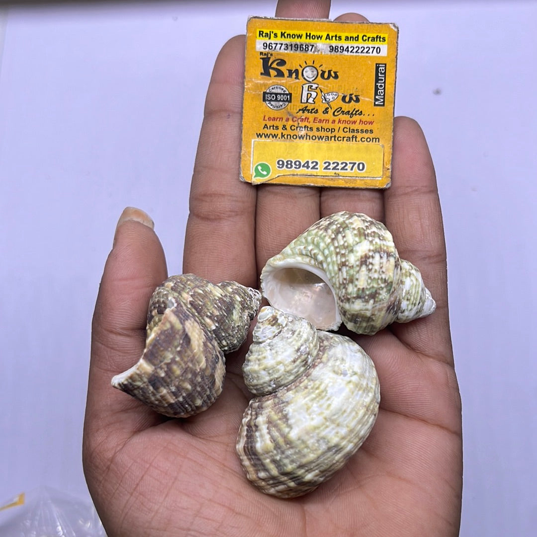 Turbo Sea shells -50g pack