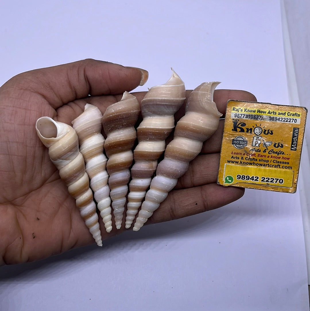 Long shaped Sea shells-50g pack – KnowHowArtCraft