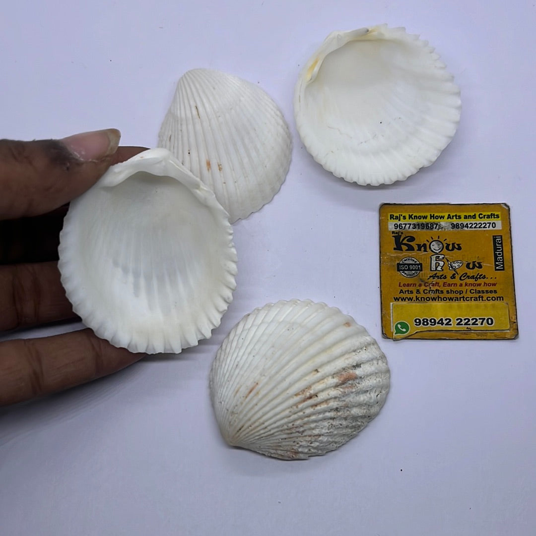 White chippi Sea shells big -50g pack