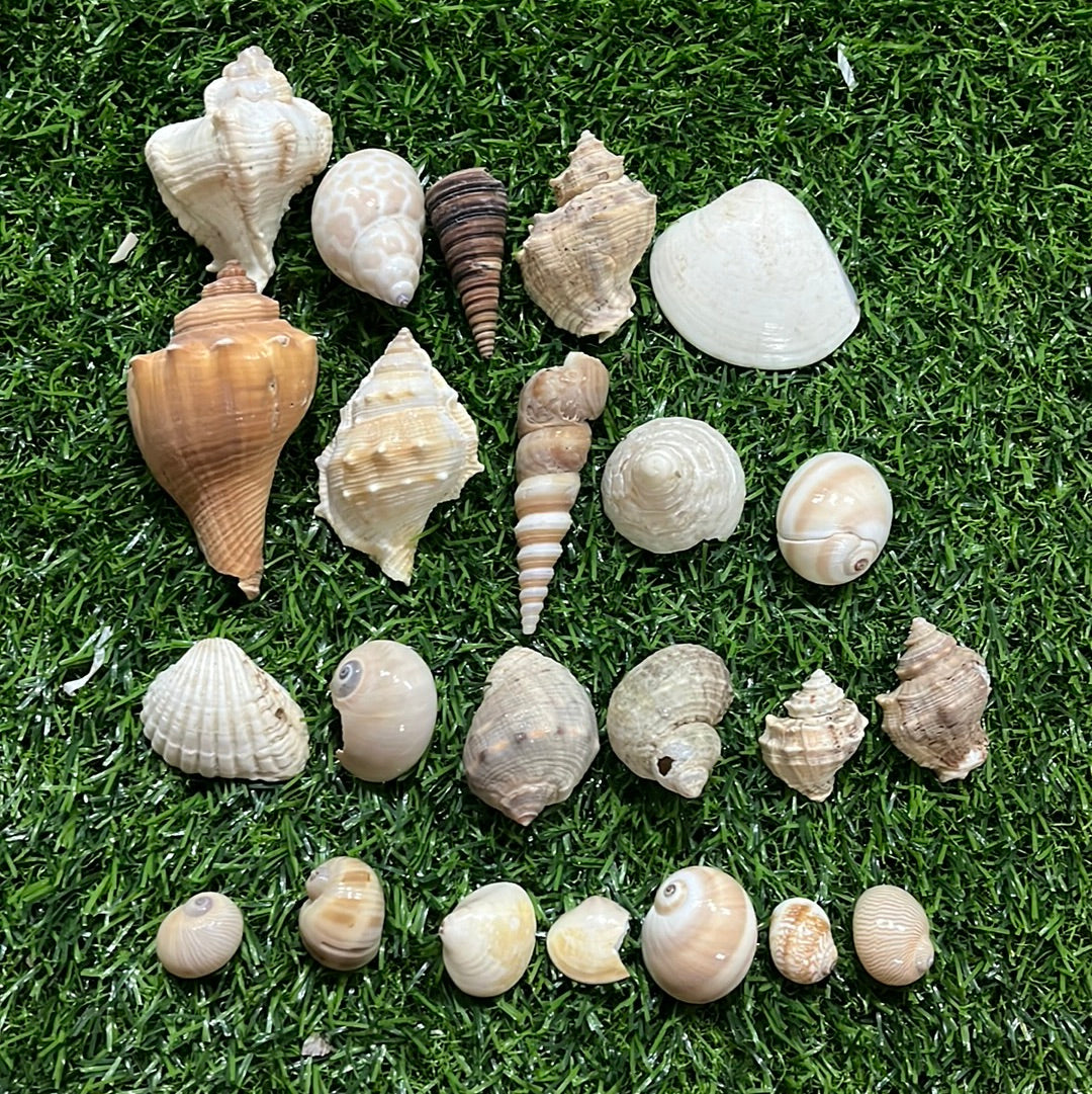 Sea shell mixed 100 g