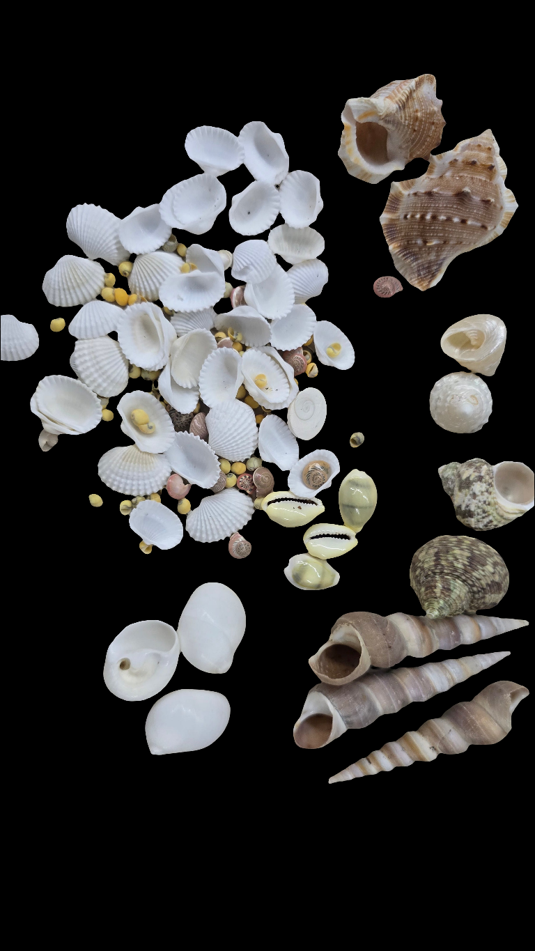 Sea shell mixed 100 g