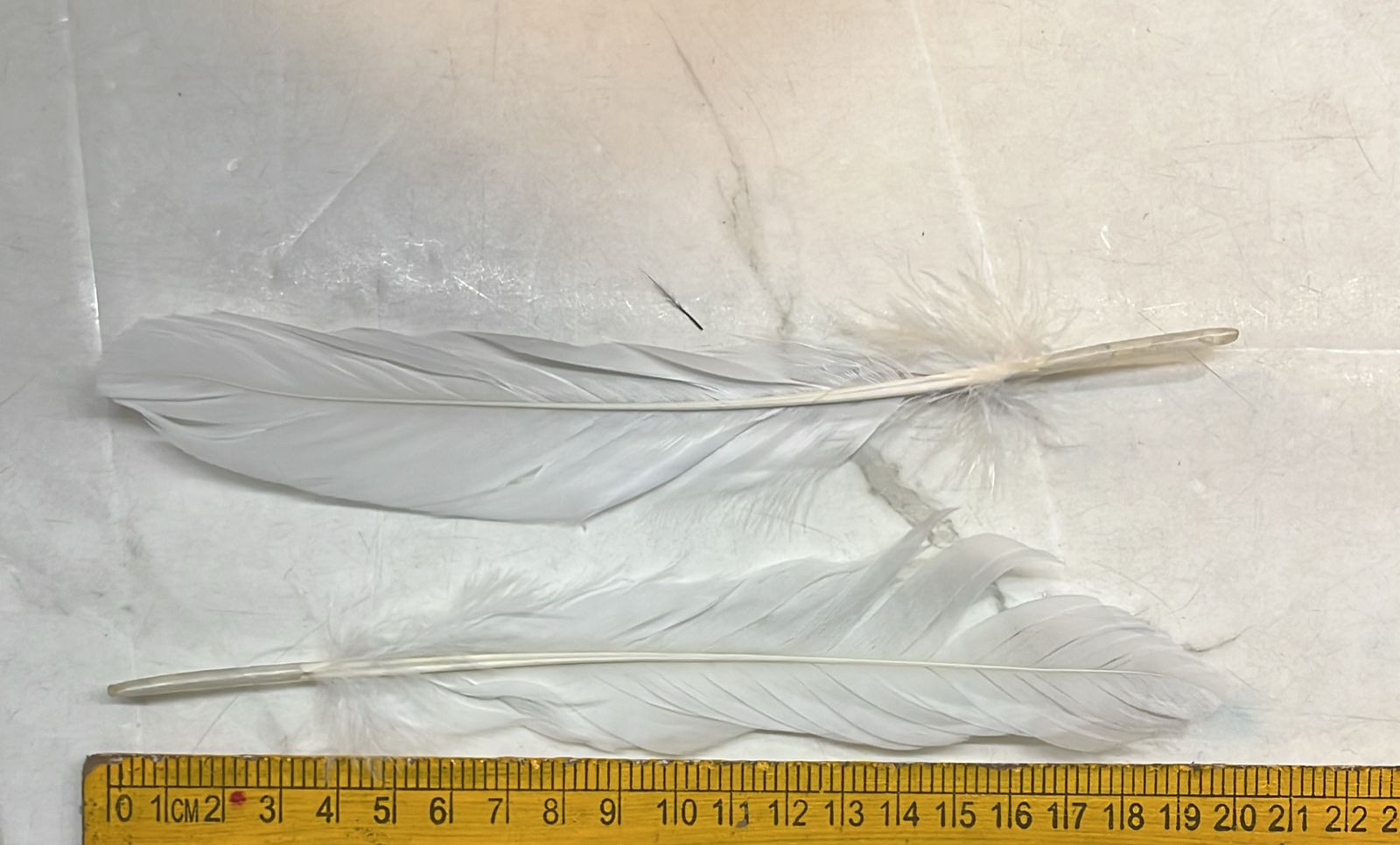 Feather Hard Big 20cm 10 piece pack-FHB